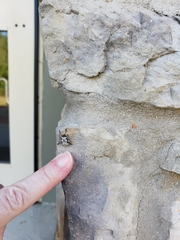 Leptostylus asperatus