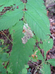 Phytomyza kaltenbachi