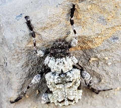 Leptostylus asperatus
