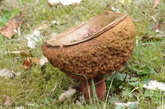 Fungi