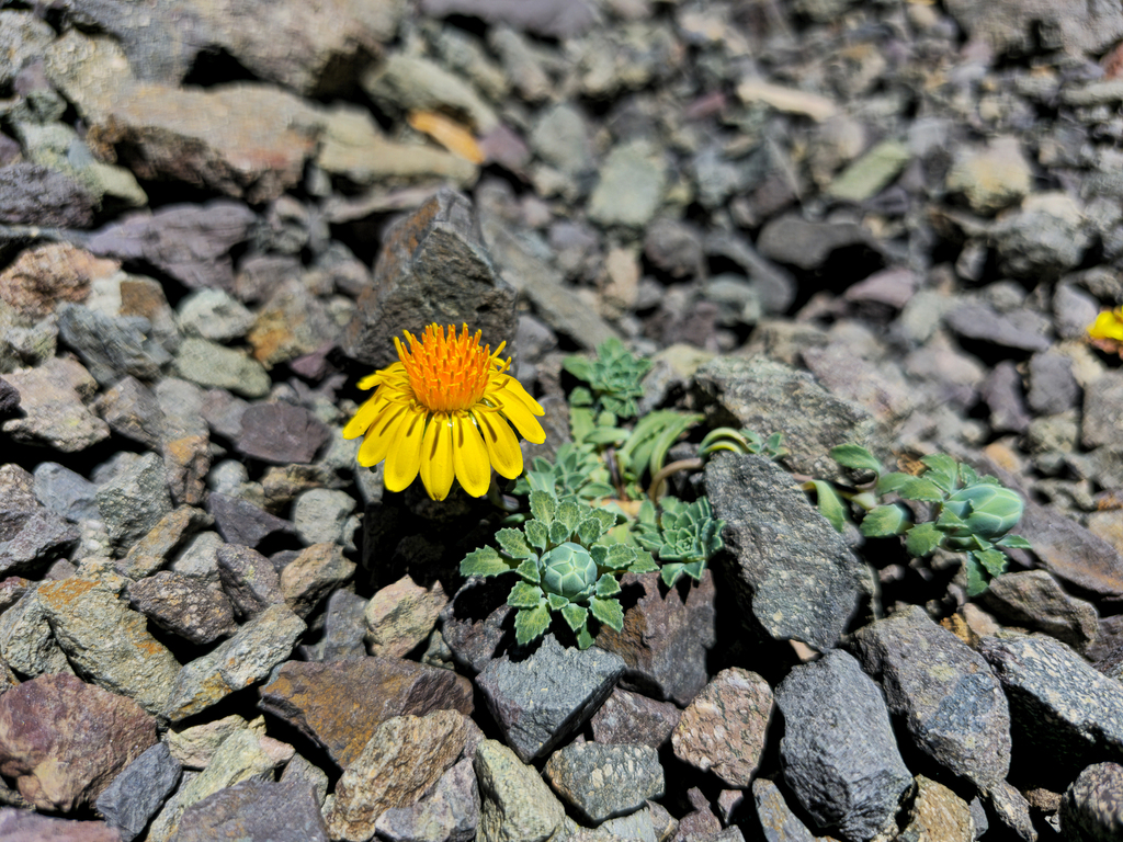 Chaetanthera splendens