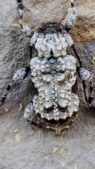 Leptostylus asperatus