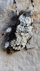 Leptostylus asperatus