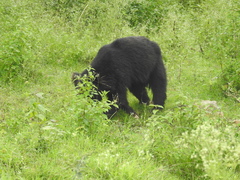 Melursus ursinus