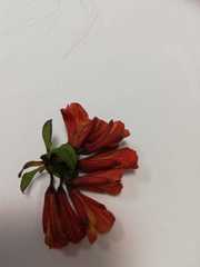 Alstroemeriaceae