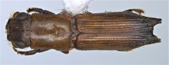 Euplatypus compositus image