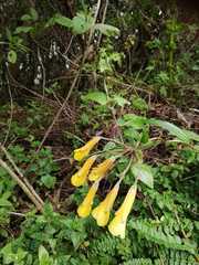 Bomarea lutea