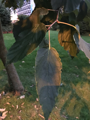 Davidia involucrata