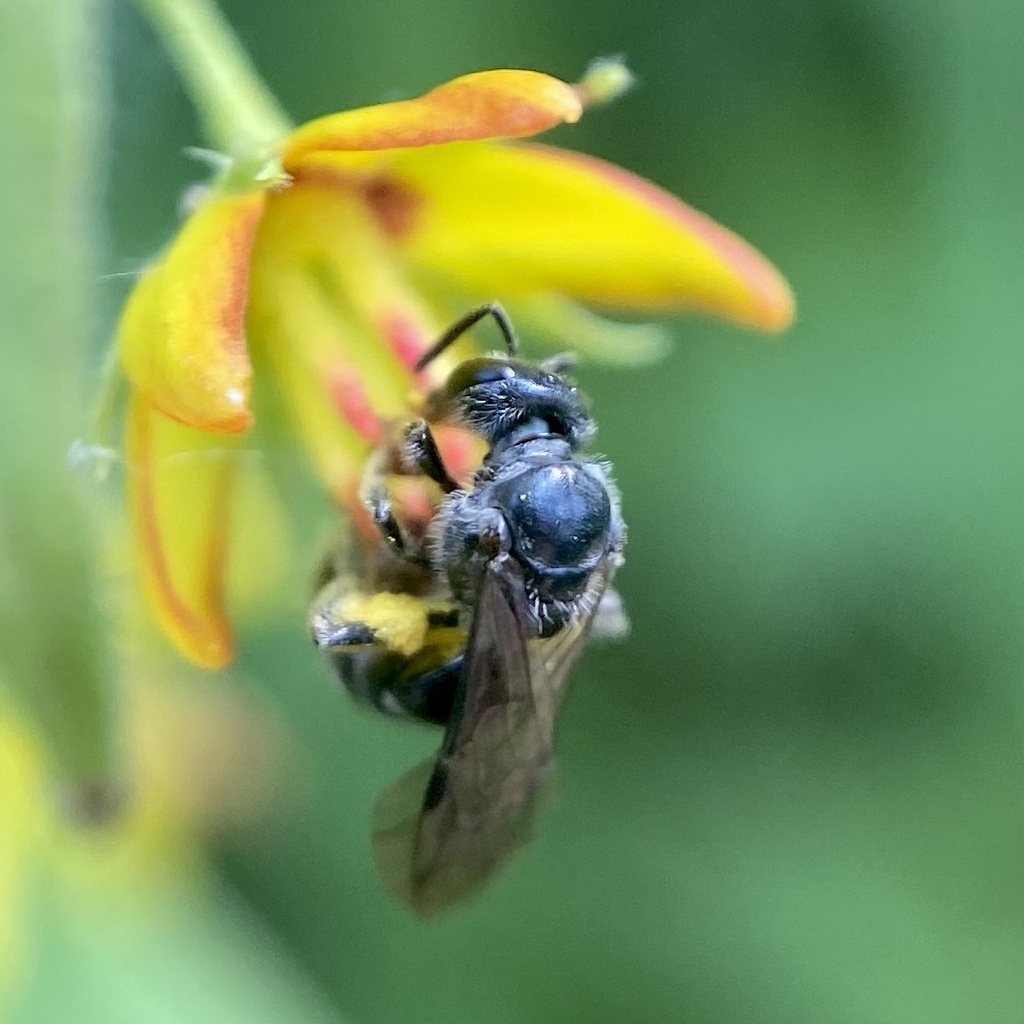 Macoupin County Sweat Bee
