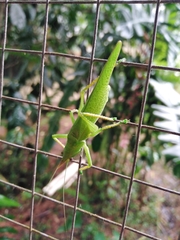 Copiphora cultricornis