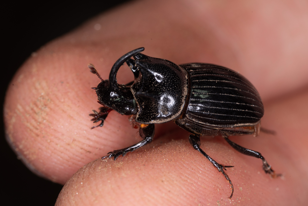 Copris acutidens