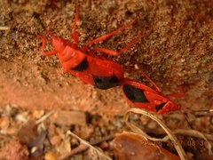 Probergrothius sanguinolens