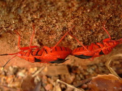 Probergrothius sanguinolens