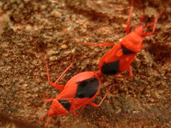 Probergrothius sanguinolens