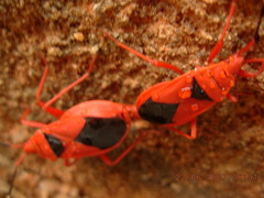 Probergrothius sanguinolens