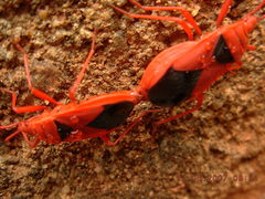 Probergrothius sanguinolens