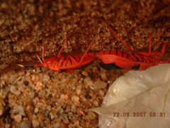 Probergrothius sanguinolens