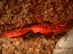 Probergrothius sanguinolens