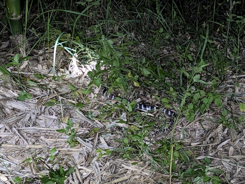Many-banded Krait