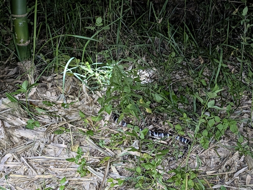 Many-banded Krait