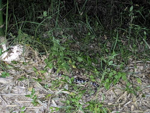 Many-banded Krait