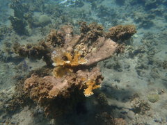 Acropora prolifera