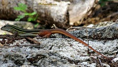 Aspidoscelis angusticeps angusticeps