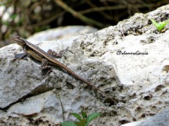 Sceloporus chrysostictus