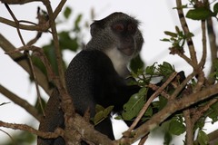 Cercopithecus mitis monoides
