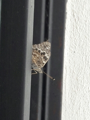 Asterocampa celtis antonia