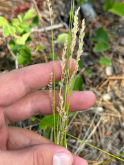 Sand lovegrass (Piptatherum pungens)