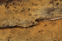 Botryobasidium conspersum