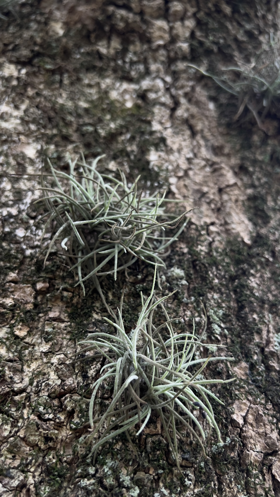 Tillandsia recurvata