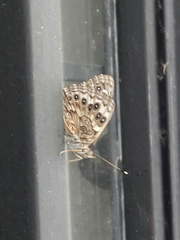 Asterocampa celtis antonia