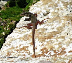 Aspidoscelis angusticeps angusticeps