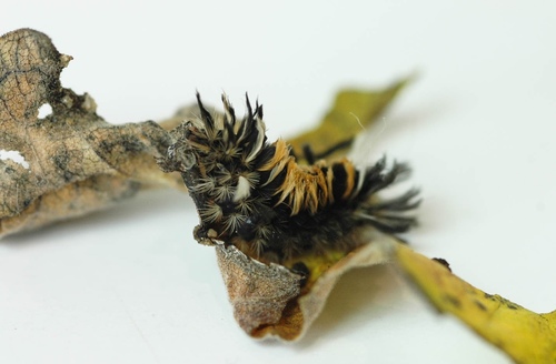 Milkweed Tussock Moth, photo 7 of 9