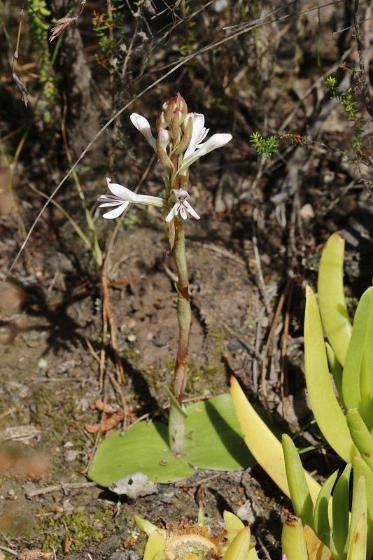 Storksbill Satyre