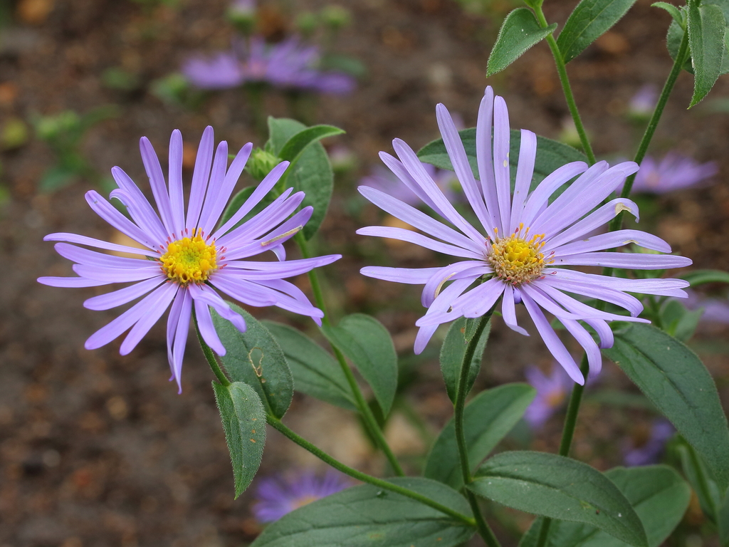 Aster × frikartii