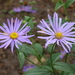 Aster × frikartii - Photo (c) Dominicus Johannes Bergsma, some rights reserved (CC BY-SA)
