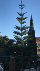 Araucaria heterophylla