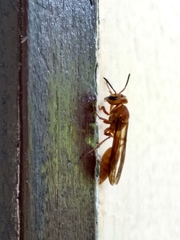 Synoeca virginea