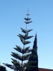 Araucaria heterophylla