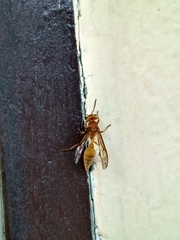 Synoeca virginea