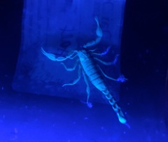 Pseudouroctonus reddelli