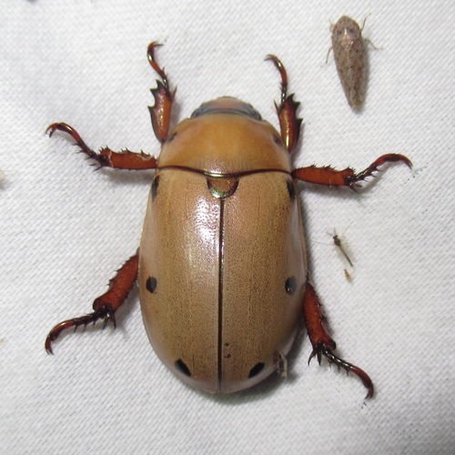 Grapevine Beetle, photo 2 of 10