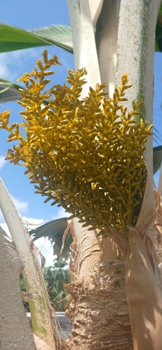 Pritchardia pacifica