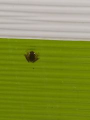 Boana platanera