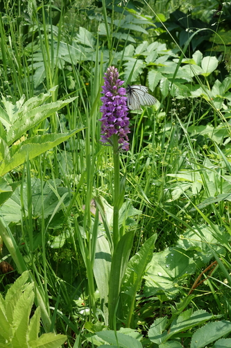 Siberian Marsh Orchid (Dactylorhiza sibirica)