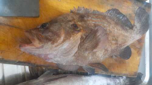 Brick seabass (Acanthistius pictus) — Serranidae — 2