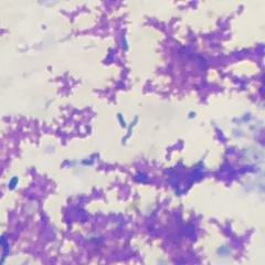 Campylobacteraceae